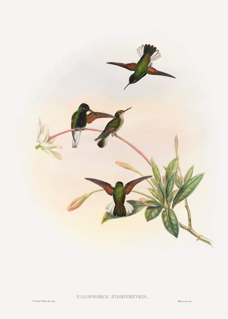 Callipharus nigriventris; Black-bellied Hummingbird (1804–1908) print in high resolution by John Gould and William…