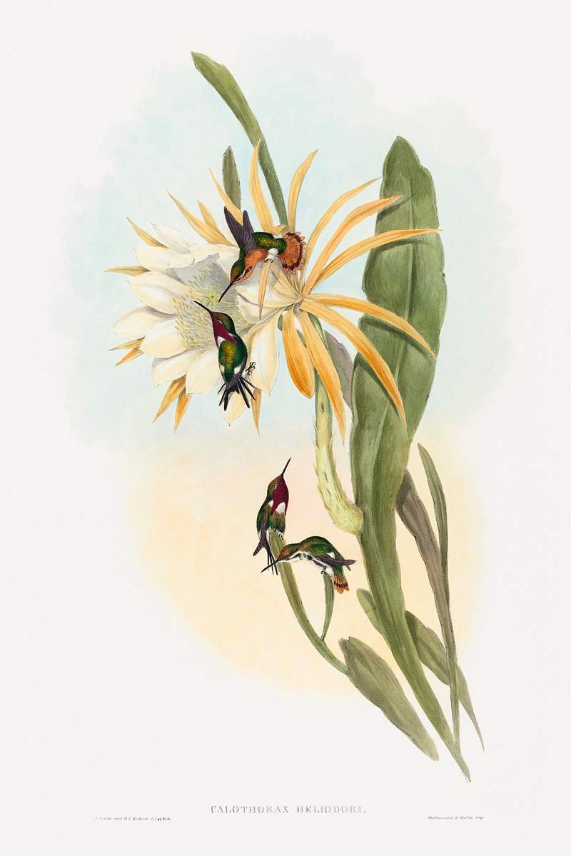 Calothorax heliodori (1804–1902) print in high resolution by John Gould and Henry Constantine Richter. Original from…