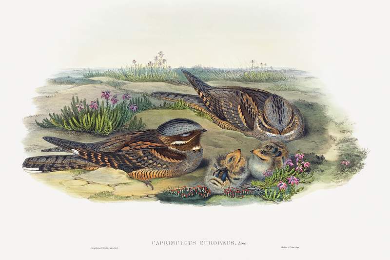 Caprimulgus europaeus; Nightjar (1804–1902) print in high resolution by John Gould and Henry Constantine Richter.…
