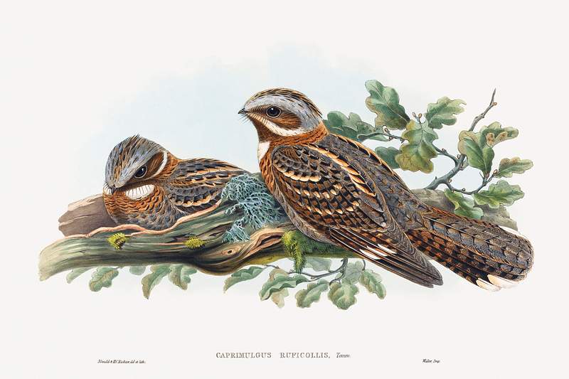 Caprimulgus Ruficollis (1804–1902) print in high resolution by John Gould and Henry Constantine Richter. Original from…