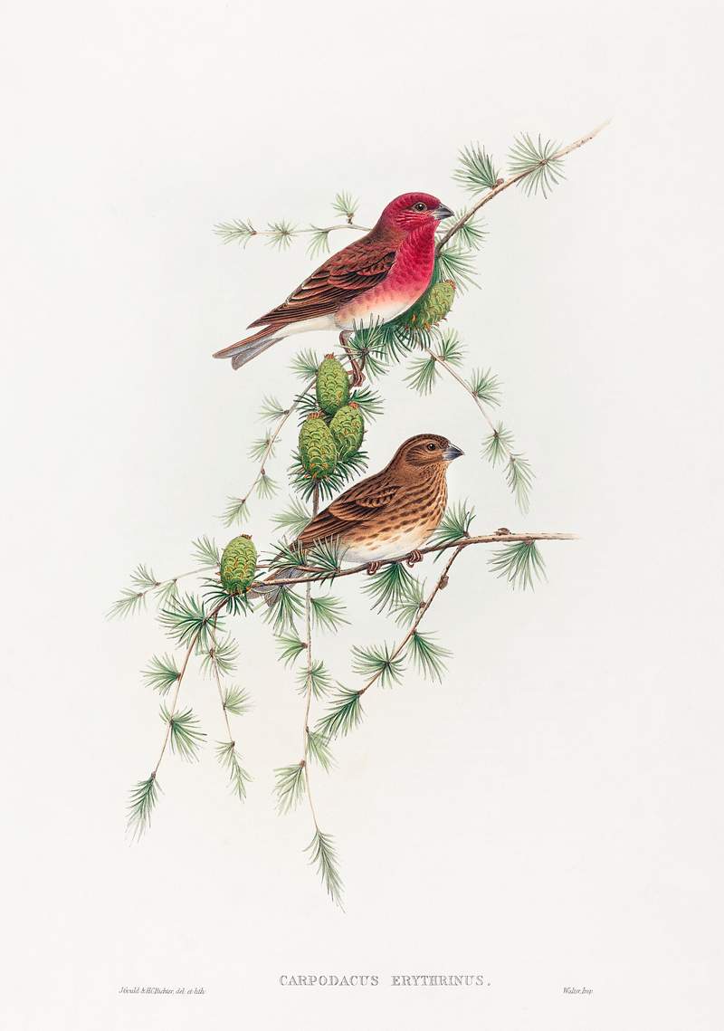 Carpodacus erythrinus; Common Rose Finch (1804–1902) print in high resolution by John Gould and Henry Constantine…