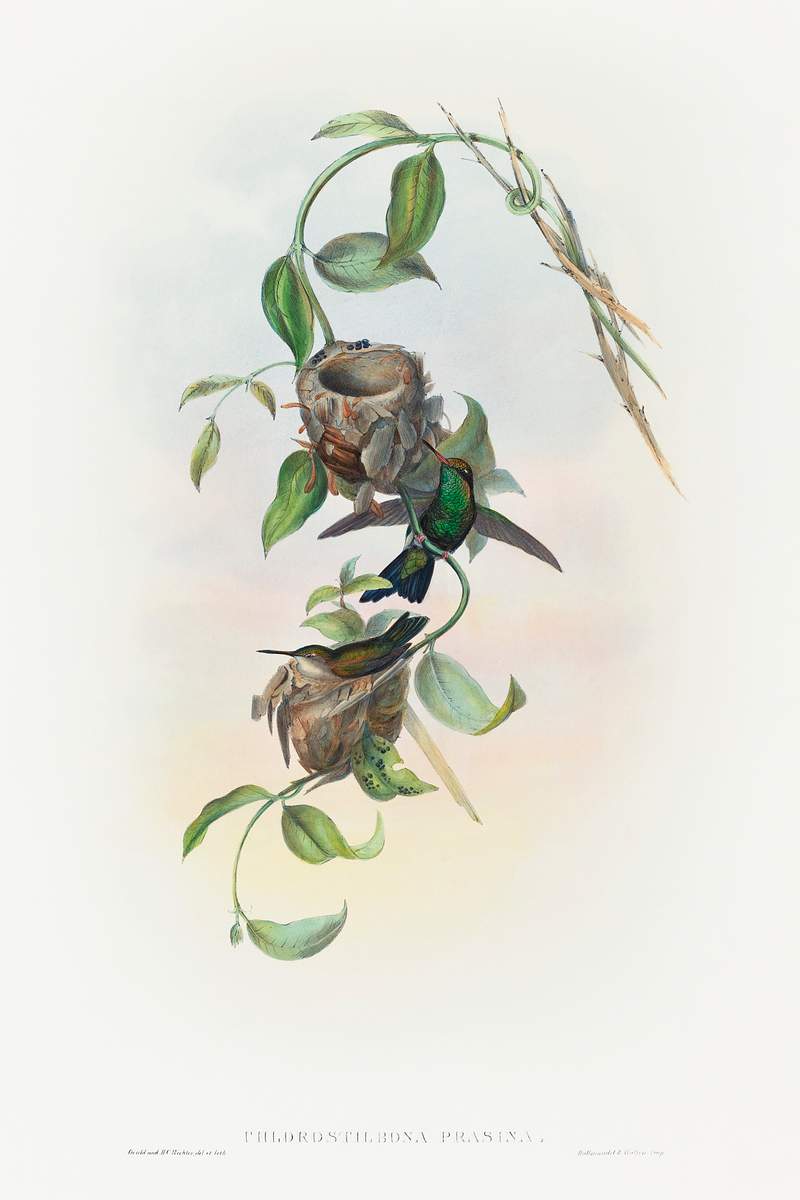Chlorostilbona prasina (Puncheran's Emerald) (1804–1902) print in high resolution by John Gould and Henry Constantine…