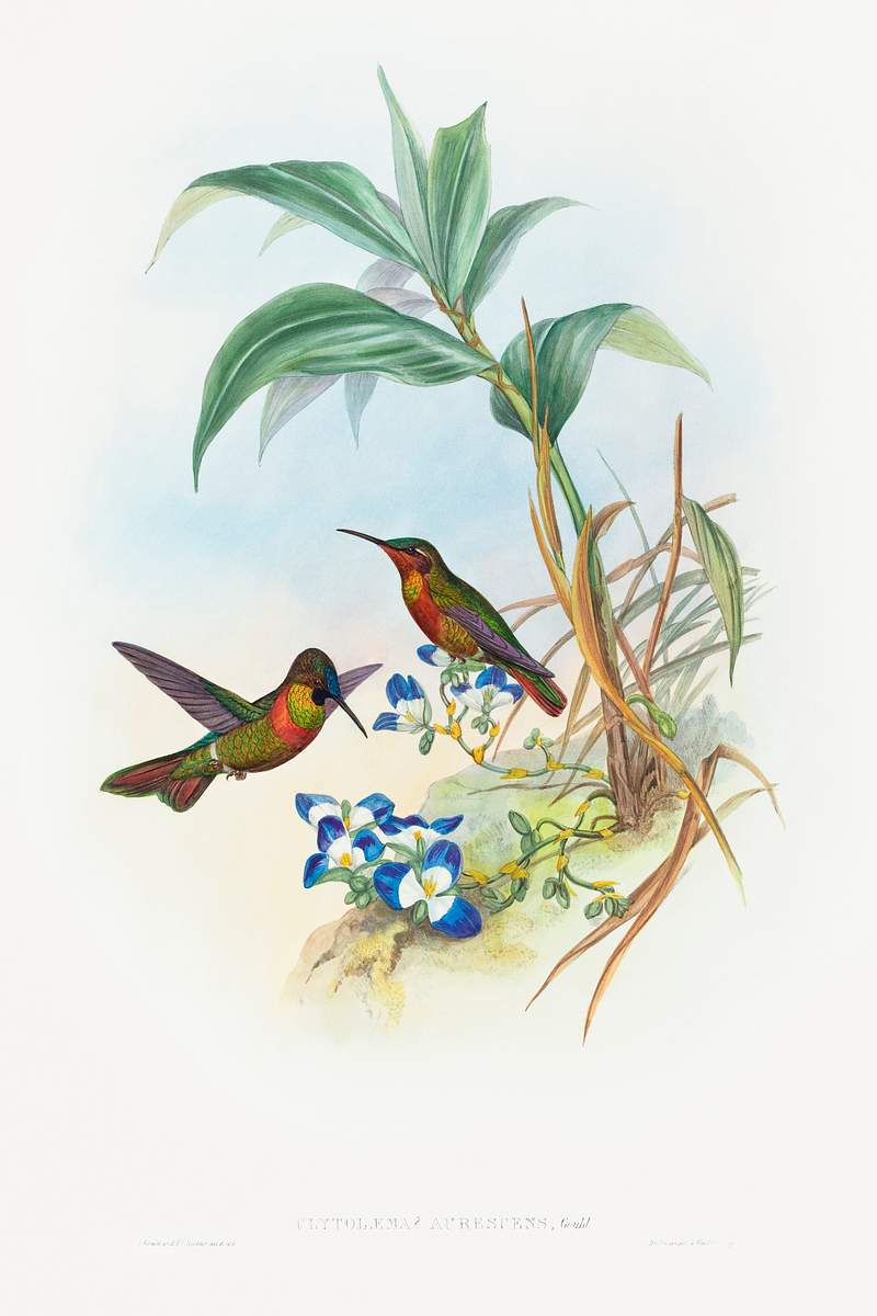 Clytolaema aurescens (Banded Ruby or Gould's Ruby) (1804–1902) print in high resolution by John Gould and Henry…