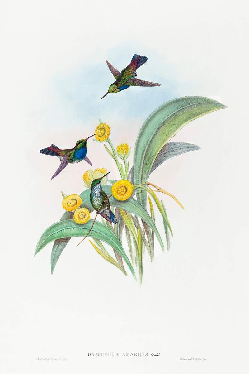 Damophila amabilis (Blue-breasted Hummingbird) (1804–1902) print in high resolution by John Gould and Henry Constantine…