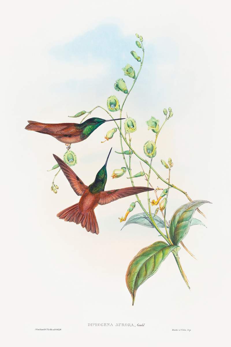 Diphogena aurora (Gould's Rainbow) (1804–1902) print in high resolution by John Gould and Henry Constantine Richter.…