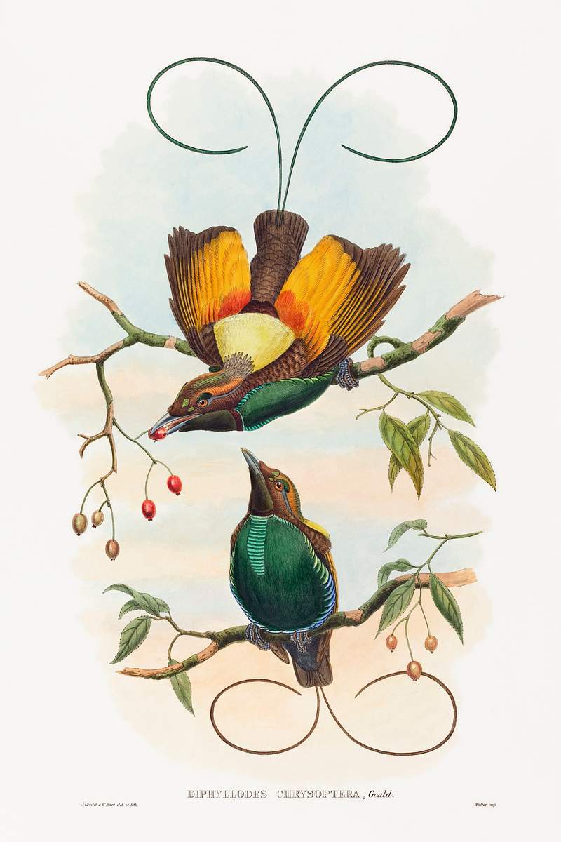 Diphyllodes chrysoptera; Magnificent Bird of Paradise (1804–1898) print in high resolution by John Gould and William…