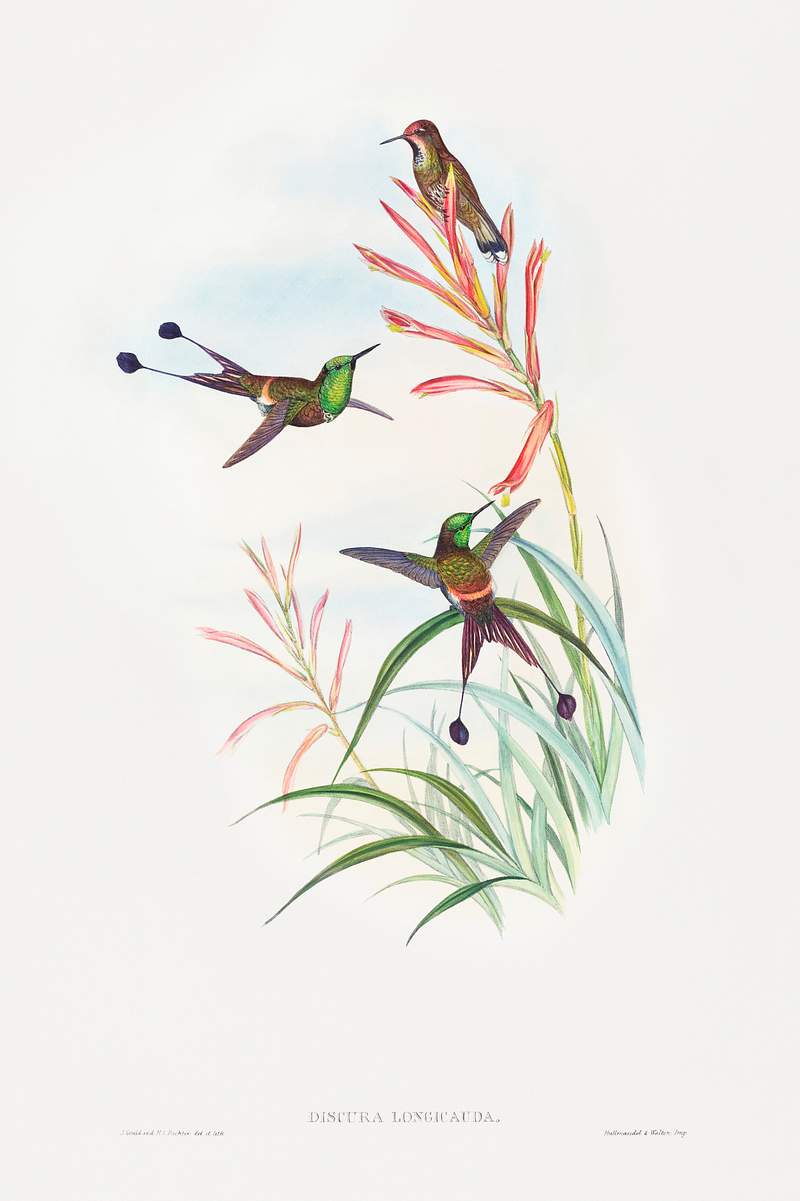 Discura longicauda (Racket-Tail) (1804–1902) print in high resolution by John Gould and Henry Constantine Richter.…