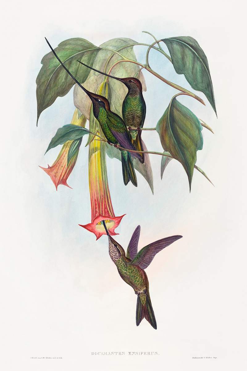 Docimastes ensiferus; Sword-billed Hummingbird (1804–1902) print in high resolution by John Gould and Henry Constantine…