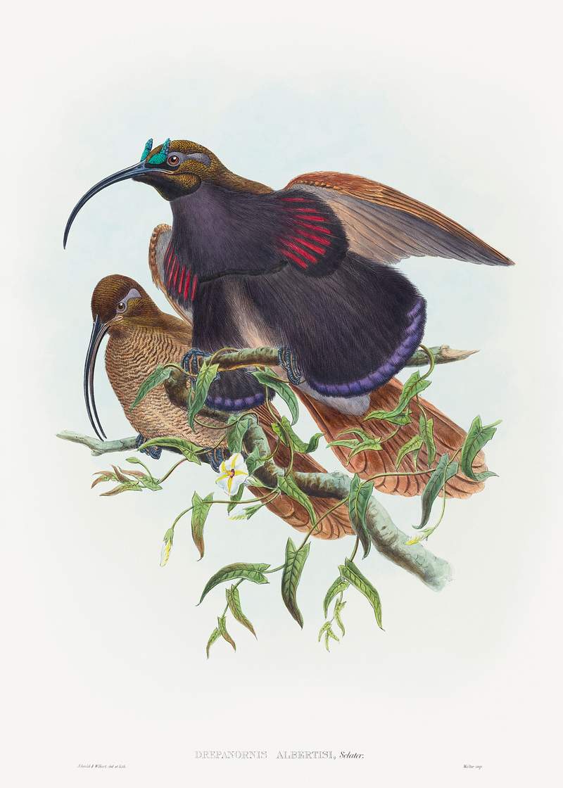Drepanornis albertisi (Black-billed Sicklebill Bird of Paradise) (1804–1908) print in high resolution by John Gould and…