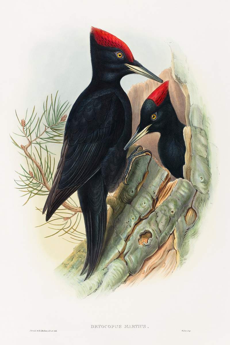 Great Black Woodpecker; Dryocopus martius (1804–1902) print in high resolution by John Gould and Henry Constantine…