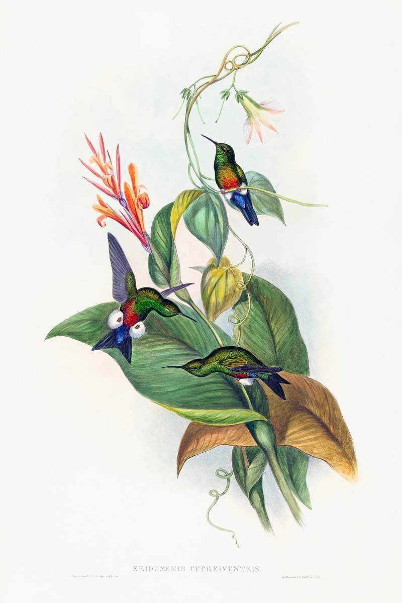 Eriocnemis cupreiventris; Coppery-vented Puff-Leg (1804–1902) print in high resolution by John Gould and Henry…