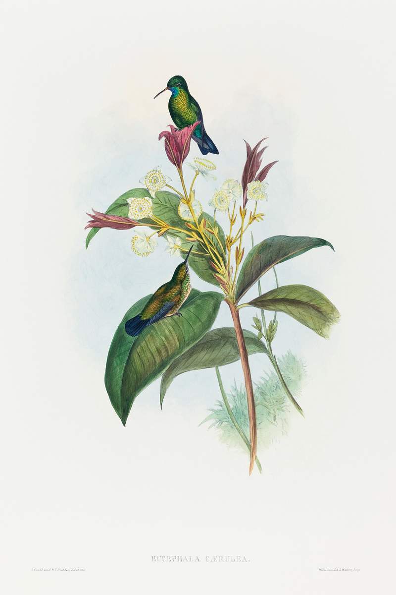 Eucephala caerulea (Blue-chinned Sapphire) (1804–1902) print in high resolution by John Gould and Henry Constantine…
