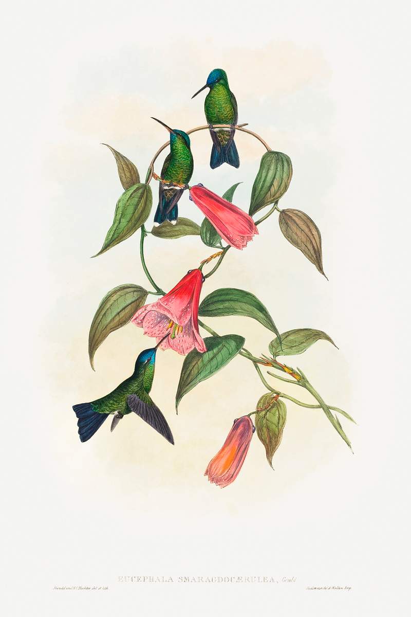 Eucephala smaragdocaerulea; Gould's Wood Nymph (1804–1902) print in high resolution by John Gould and Henry…