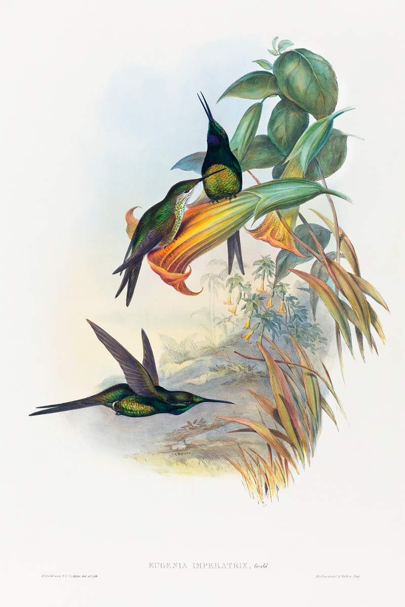 Eugenia imperatrix (Empress Hummingbird) (1804–1902) print in high resolution by John Gould and Henry Constantine…
