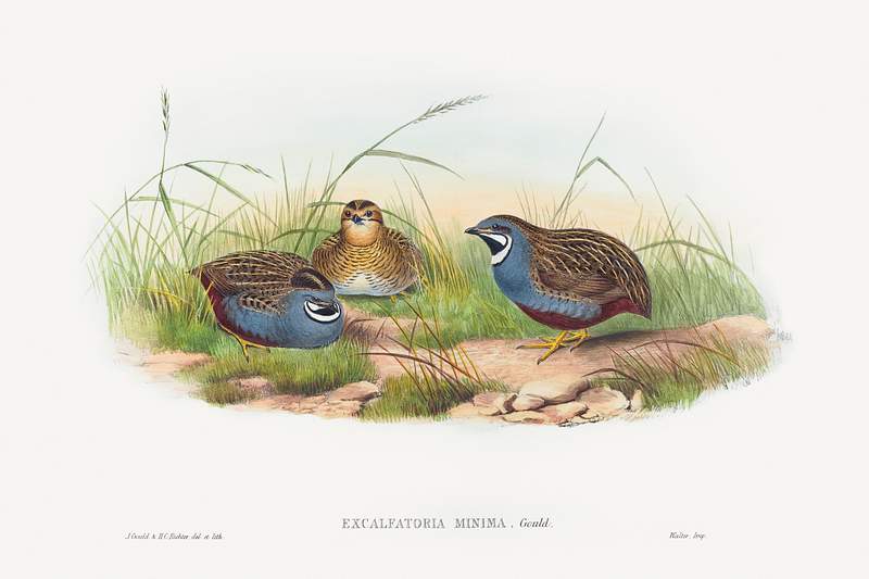Excalftoria minima (Blue-breasted Quail) (1804–1902) print in high resolution by John Gould and Henry Constantine…