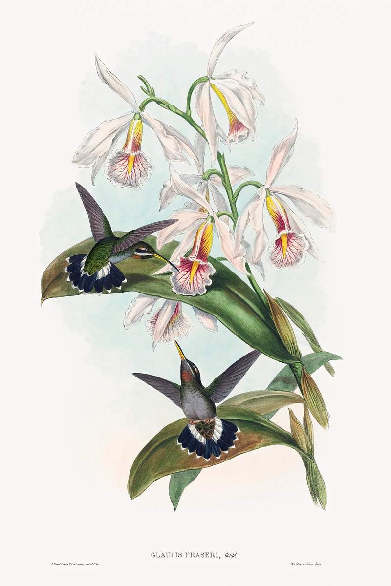Glaucis fraseri; Fraser's Barbed-throat (1804–1902) print in high resolution by John Gould and Henry Constantine…