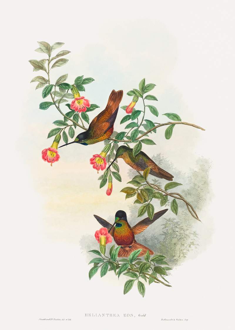 Helianthea eos (Golden Star-frontlet) (1804–1902) print in high resolution by John Gould and Henry Constantine Richter.…