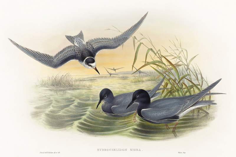 Hydrochelidon nigra (1804–1902) print in high resolution by John Gould and Henry Constantine Richter. Original from The…
