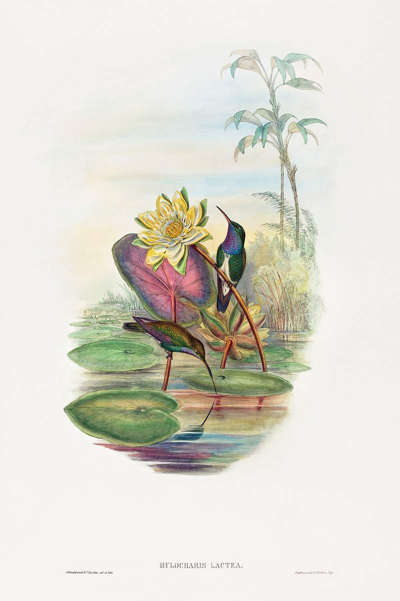 Hylocharis lactea; Sapphire-breasted Emerald (1804–1902) print in high resolution by John Gould and Henry Constantine…