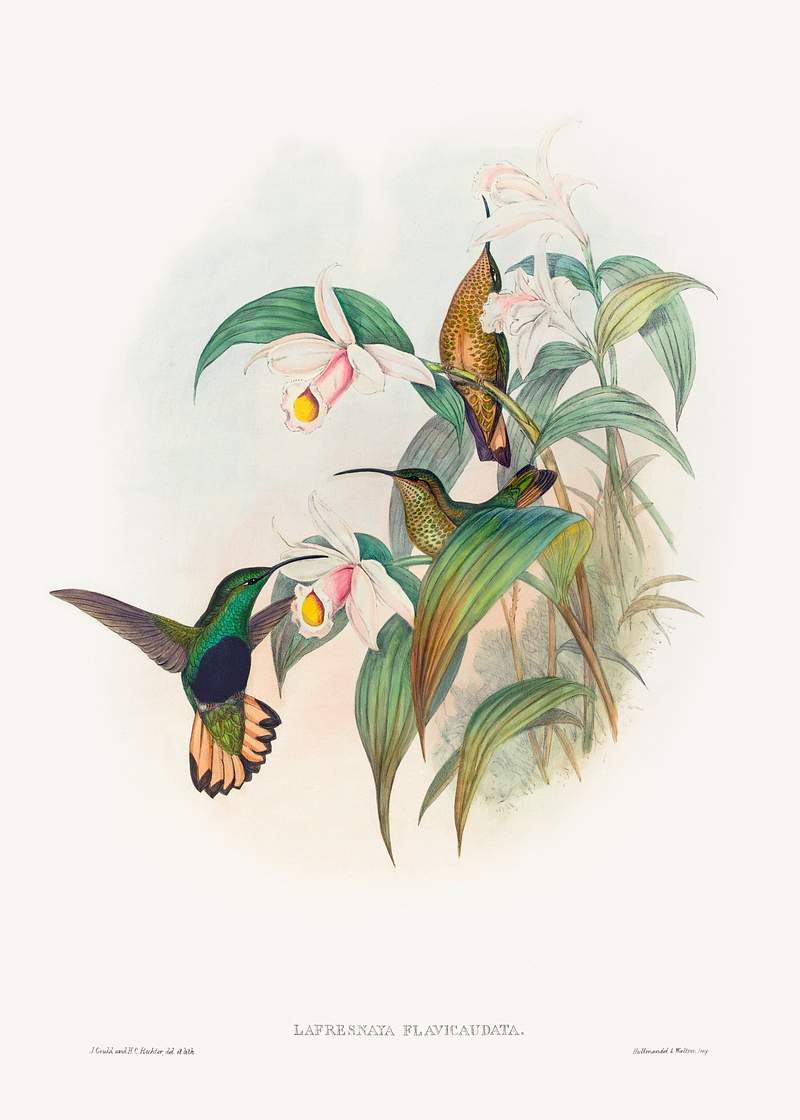 Lafresnaya flavicaudata; Buff-tailed Velvet-breast (1804–1881) print in high resolution by John Gould and Henry…
