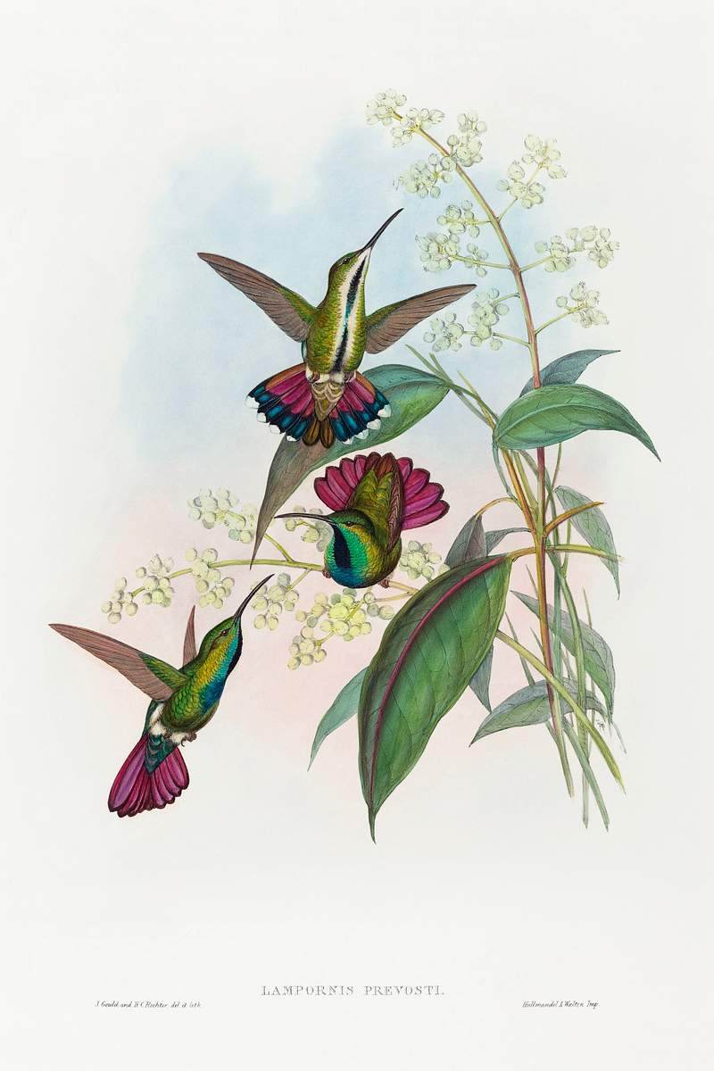 Lampornis prevosti (1804–1902) print in high resolution by John Gould and Henry Constantine Richter. Original from The…