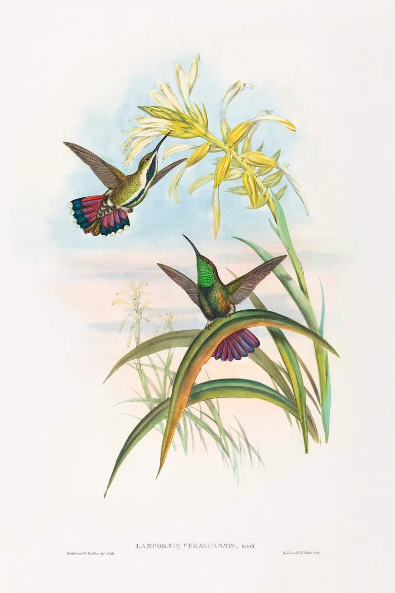 Lampornis veraguensis (Veraguan Mango) (1804–1902) print in high resolution by John Gould and Henry Constantine…
