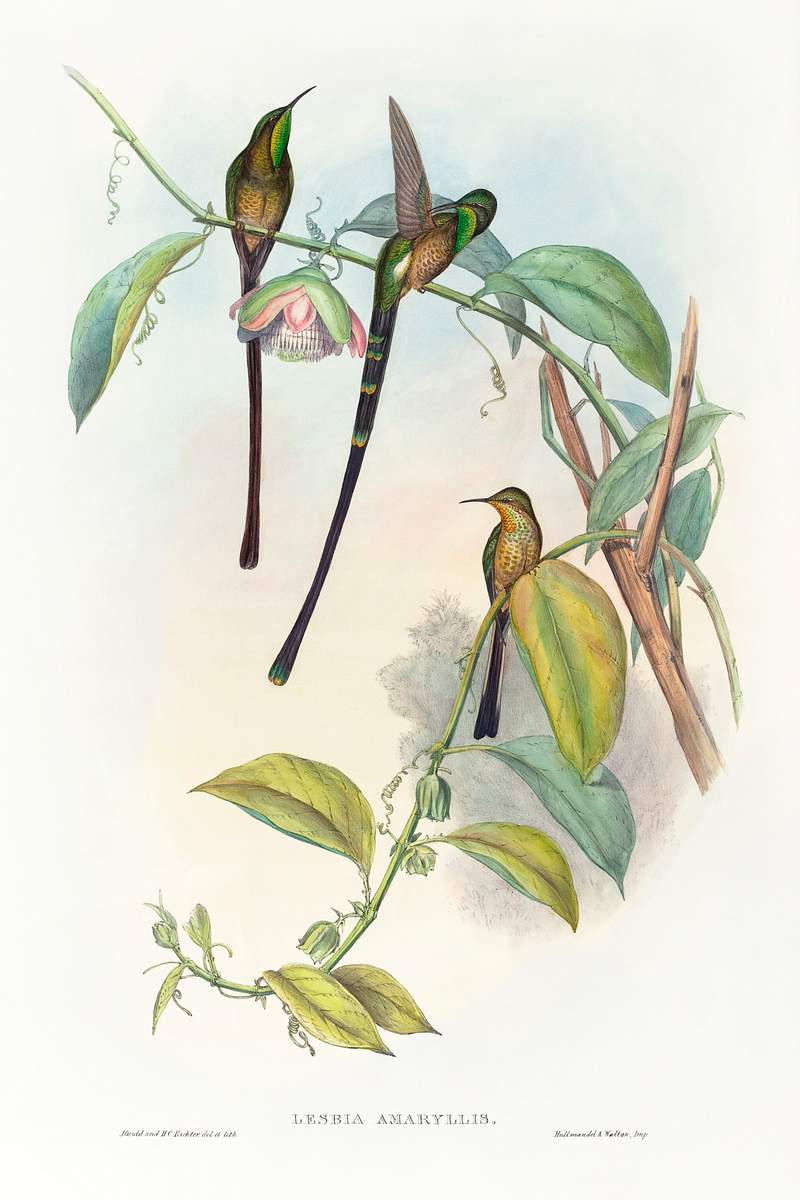 Lesbia Amaryllis (1804–1902) print in high resolution by John Gould and Henry Constantine Richter. Original from The…