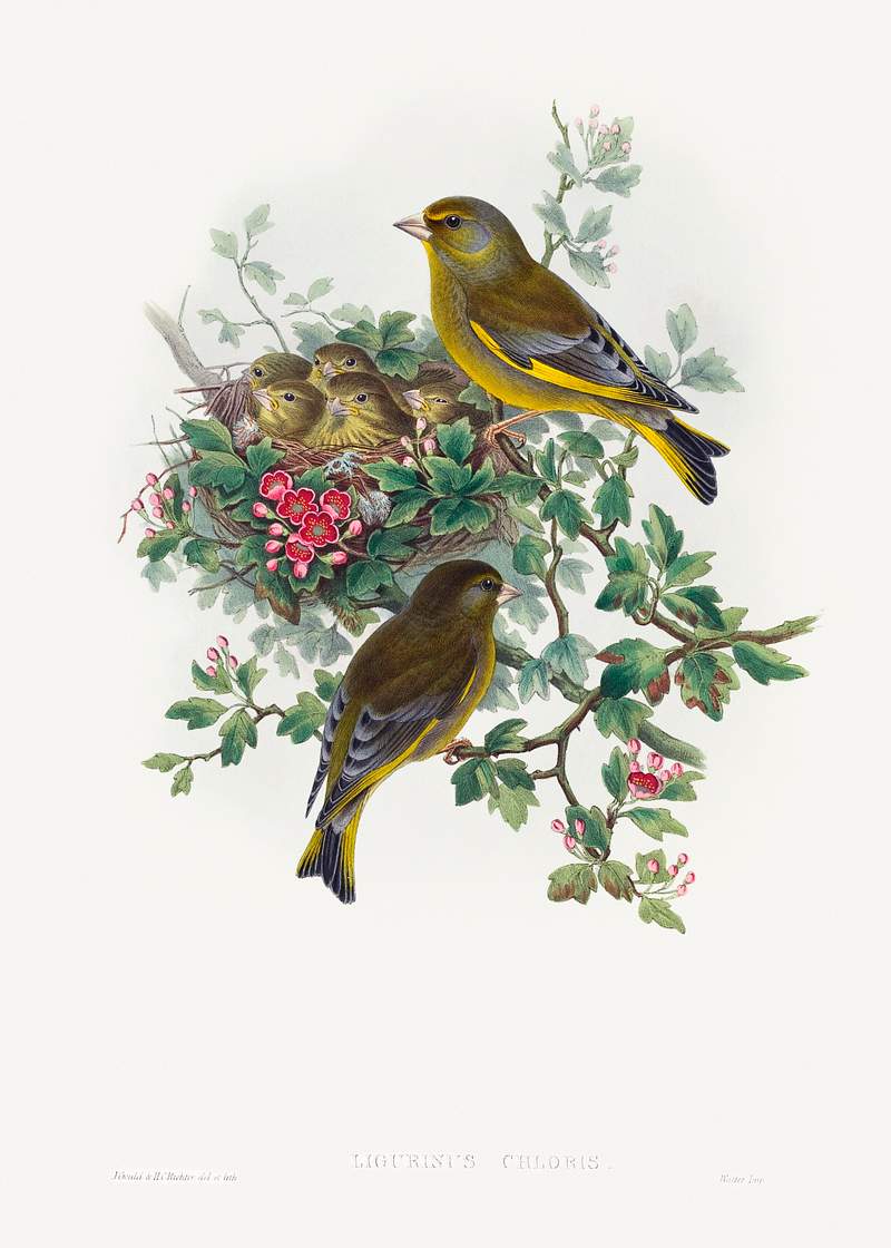 Ligurinus chloris; Greenfinch (1804–1902) print in high resolution by John Gould and Henry Constantine Richter.…