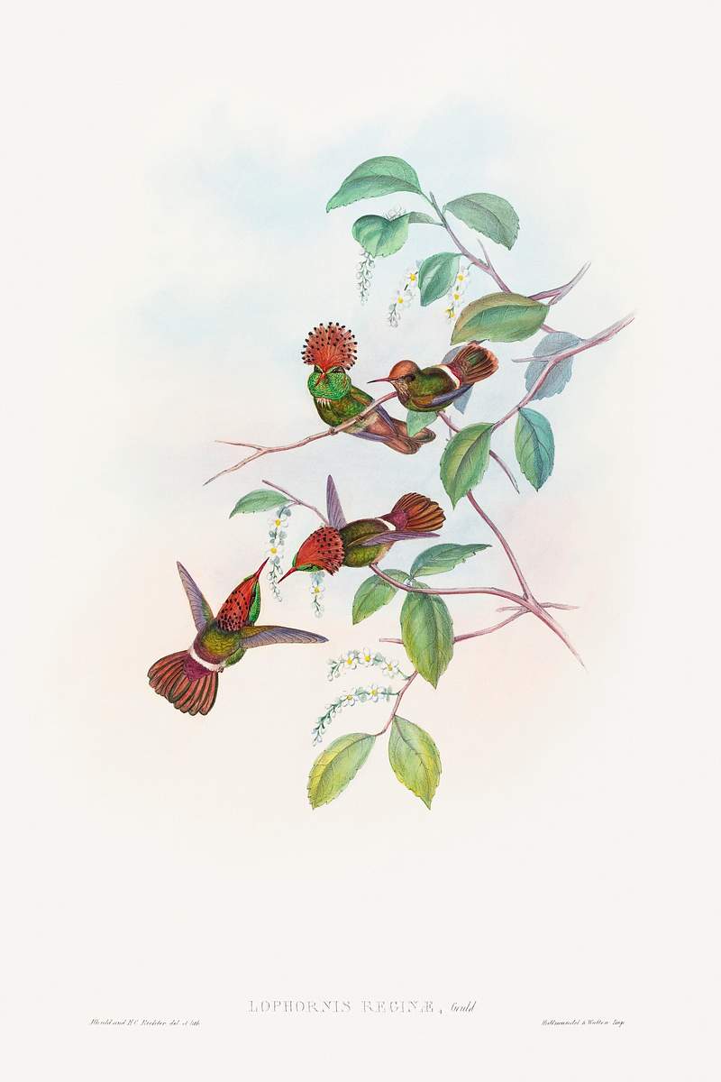 Lophornas reginae; Spangled Coquette (1804–1902) print in high resolution by John Gould and Henry Constantine Richter.…