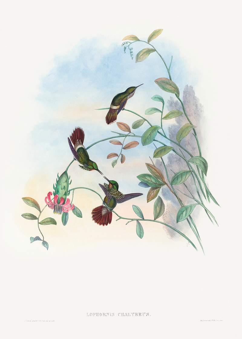Lophornis chalybeus; Festive Coquette (1804–1902) print in high resolution by John Gould and Henry Constantine Richter.…