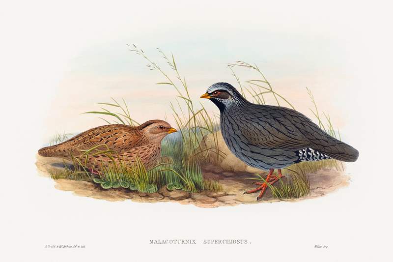 Malacoturnix superciliosus; Mountain Quail (1804–1902) print in high resolution by John Gould and Henry Constantine…