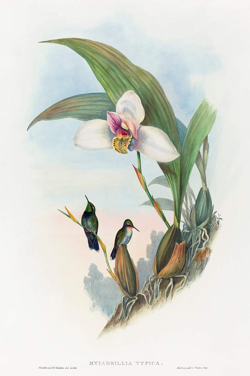 Myiabeillia typica; Abeille's Hummingbird (1804–1902) print in high resolution by John Gould and Henry Constantine…