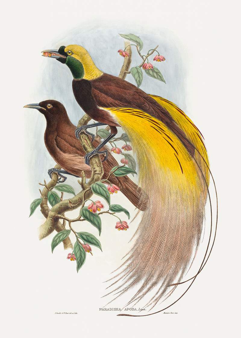 Bird of Paradise; Paradisea apoda (1804–1908) print in high resolution by John Gould and William Matthew Hart. Original…