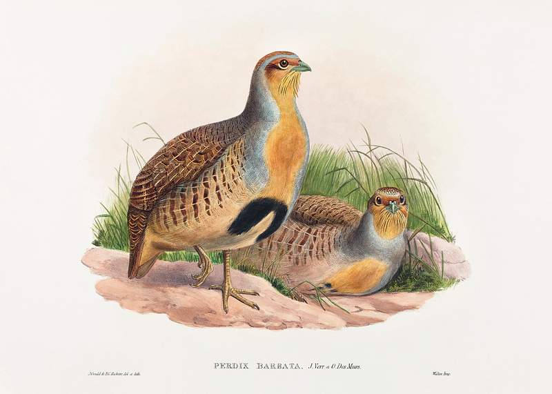 Perdix barbata; Daurian Partridge (1804–1902) print in high resolution by John Gould and Henry Constantine Richter.…