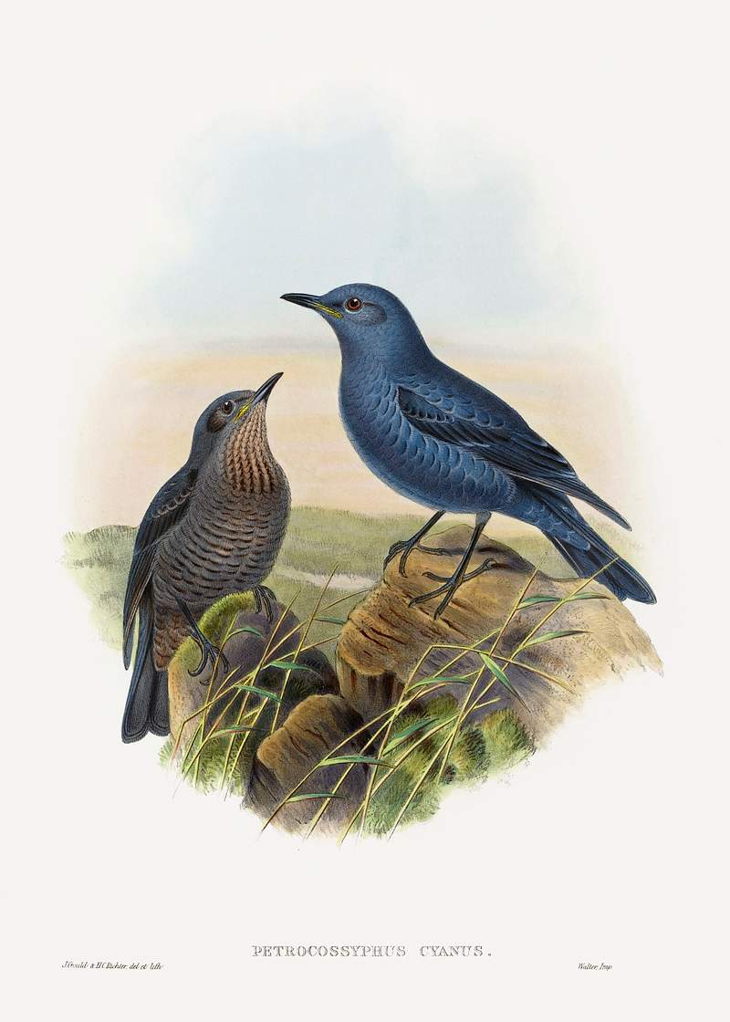 Petrocossyphus cyanus; Blue Rockthrush (1804–1902) print in high resolution by John Gould and Henry Constantine…