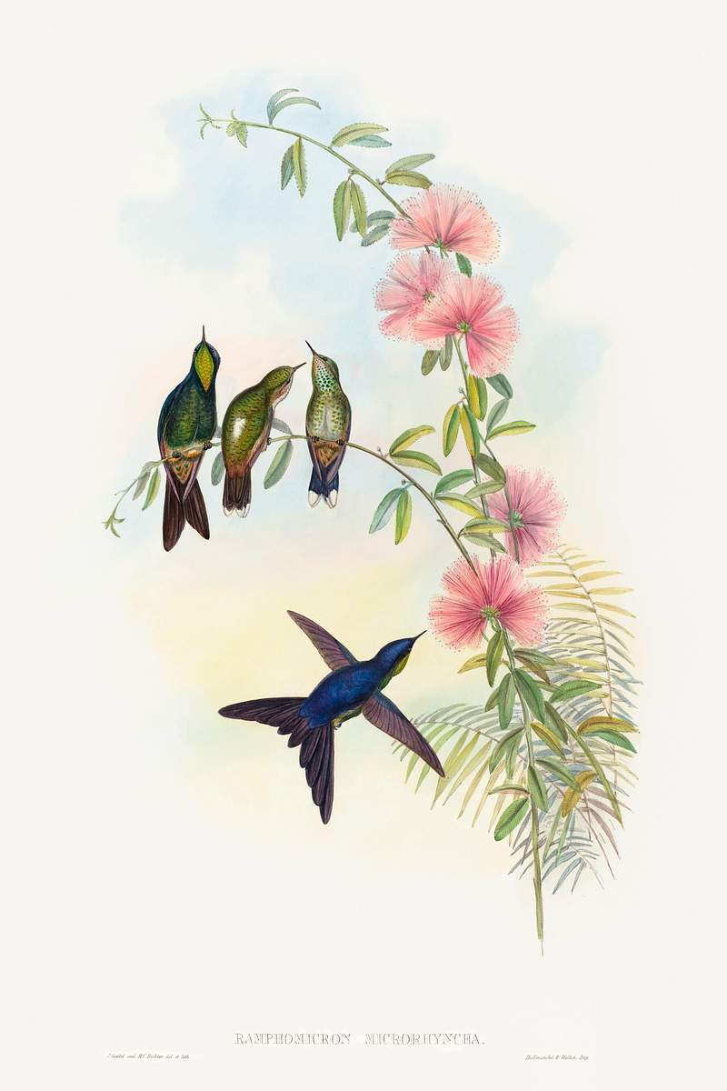 Ramphomicron microrhyncha; Small-billed Thornbill (1804–1902) print in high resolution by John Gould and Henry…