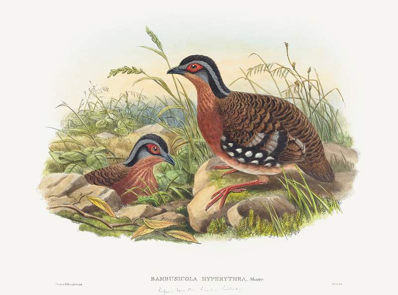 Rufous-breasted Bamboo Partridge; Bambusicola Hyperythra (1804–1908) print in high resolution by John Gould and William…