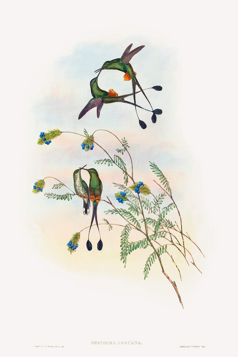 Spathura peruana; Peruvian Racket-Tail (1804–1902) print in high resolution by John Gould and Henry Constantine…