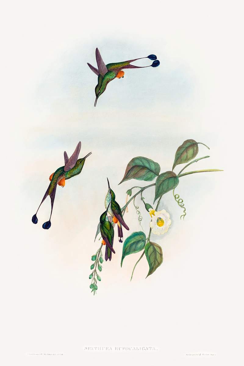 Spathura rufocaligata; Red-booted Racket-Tail (1804–1902) print in high resolution by John Gould and Henry Constantine…