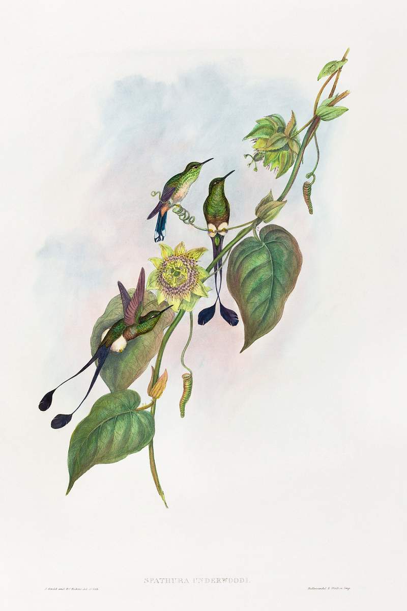 Spathura underwoodi; White-footed Racket-Tail (1804–1902) print in high resolution by John Gould and Henry Constantine…