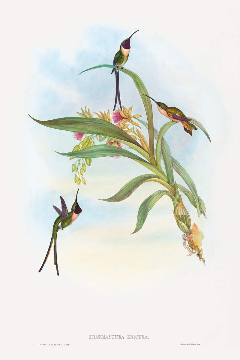 Tharmastura enicura; Slender Shear-Tail (1804–1902) print in high resolution by John Gould and Henry Constantine…