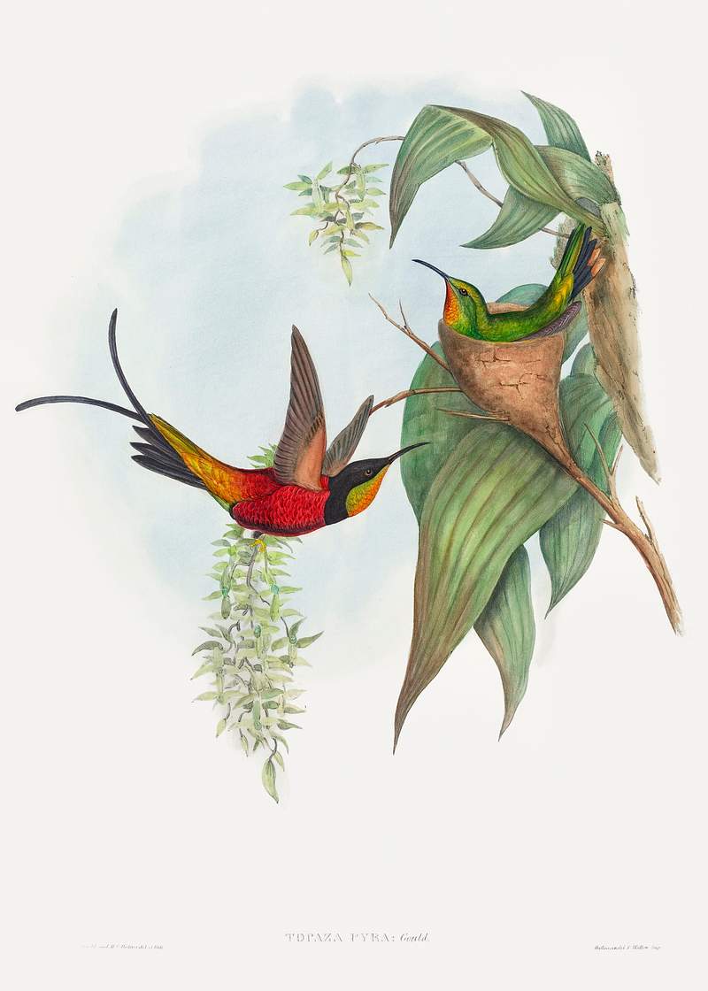 Topaza pyra; Fairy Topaz (1804–1902) print in high resolution by John Gould and Henry Constantine Richter. Original…