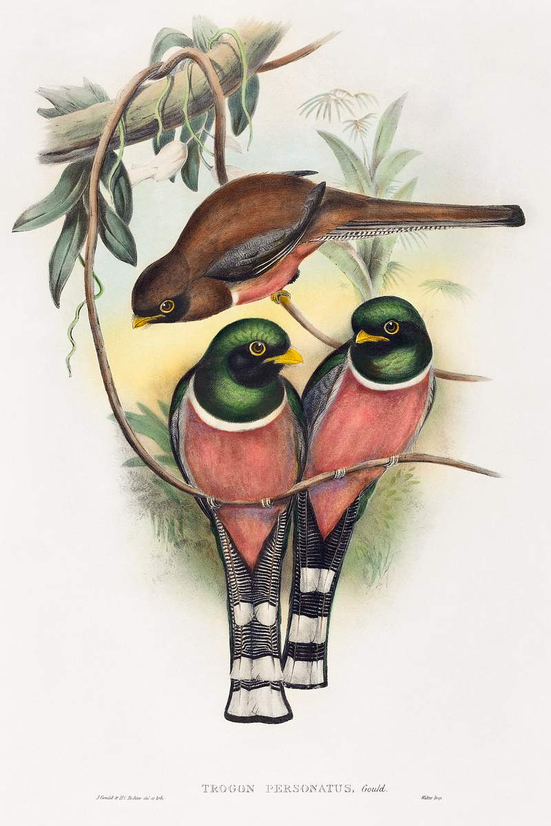 Trogan personatus (1804–1902) print in high resolution by John Gould and Henry Constantine Richter. Original from The…