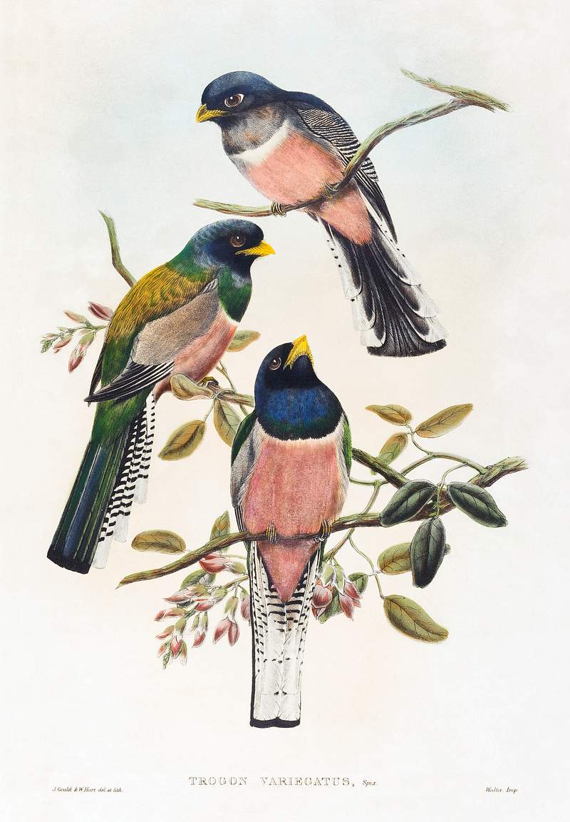 Trogan variegatus (1804–1908) print in high resolution by John Gould and William Matthew Hart. Original from The…