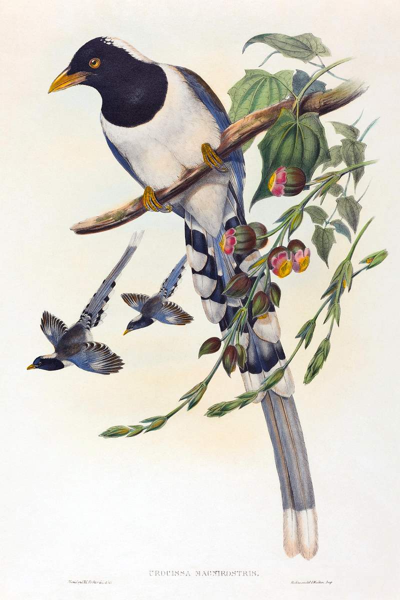 Urocissa magnirostris (1804–1902) print in high resolution by John Gould and Henry Constantine Richter. Original from…