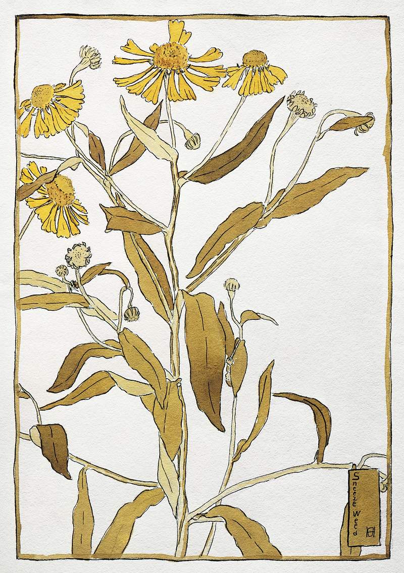 Sneeze weed (1915) by Hannah Borger Overbeck. Original from The Los Angeles County Museum of Art. Digitally enhanced by…