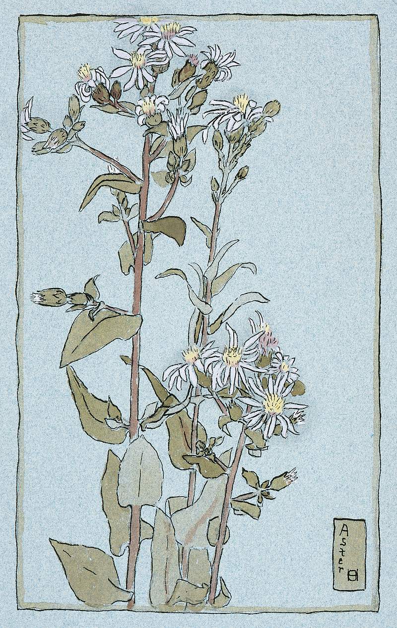 Aster on Green Ground (1915) by Hannah Borger Overbeck. Original from The Los Angeles County Museum of Art. Digitally…