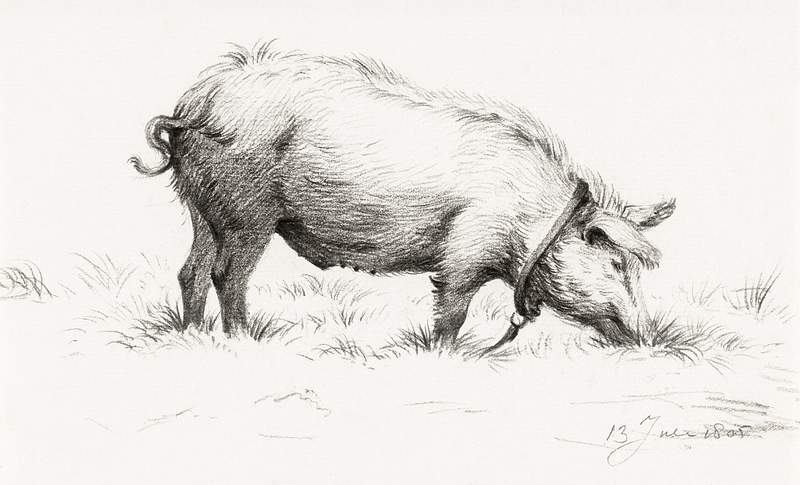 Standing pig in the grass (1805) by Jean Bernard (1775-1883). Original from The Rijksmuseum. Digitally enhanced by rawpixel.