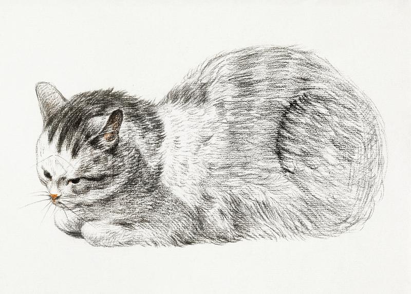 Sketch of a lying cat by Jean Bernard (1775-1883). Original from The Rijksmuseum. Digitally enhanced by rawpixel. Sketch of a lying cat by Jean Bernard (1775-1883). Original from The Rijksmuseum. Digitally enhanced by rawpixel.