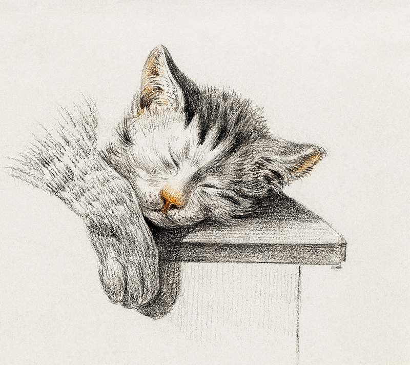 Sketch of a sleeping cat by Jean Bernard (1775-1883). Original from The Rijksmuseum. Digitally enhanced by rawpixel.